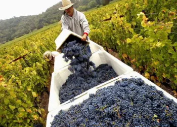 A Vintage of Crisis for California Vineyards