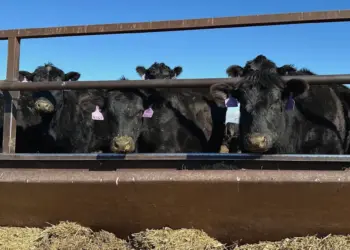 Trade Tensions Simmer in the Heartland as Beef Imports Surge