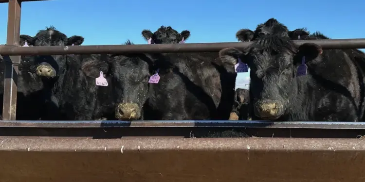 Trade Tensions Simmer in the Heartland as Beef Imports Surge